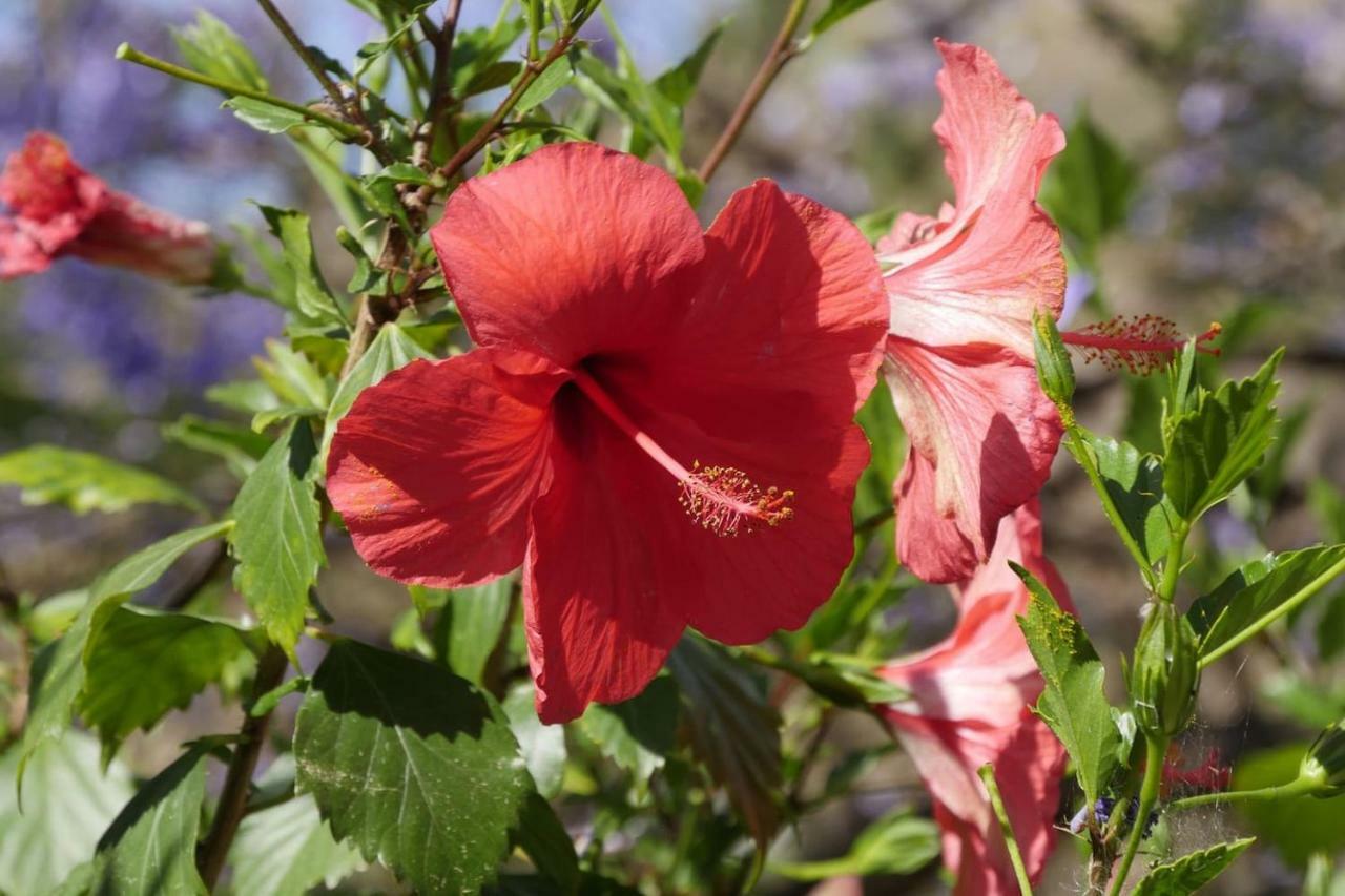 Cortijo El Abejaruco Holiday home
